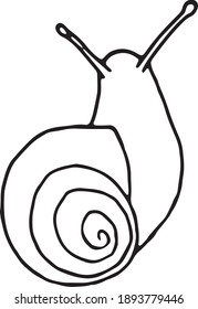 vector illustration of a snail. simple 