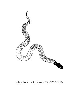 vector illustration of a snake