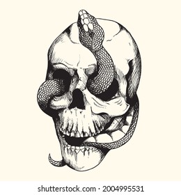 Vector illustration snake and skull 