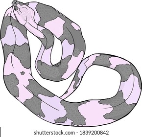 Vector illustration of snakes isolated on a white background. For printing on paper, clothes, interior, blank for designers