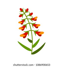 Vector illustration of a snapdragon isolated on white in a flat style. Summer field flower.
