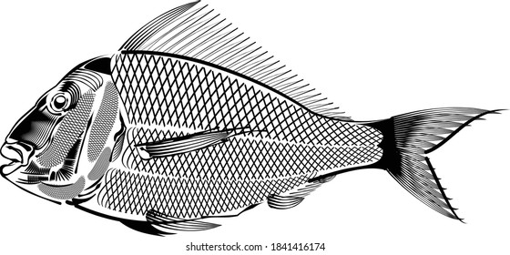 the vector illustration of the snapper fish