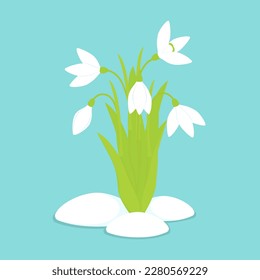Vector illustration. Snowdrop flower. Bouquet of beautiful spring wildflowers on a blue background. Snowdrop sketch.