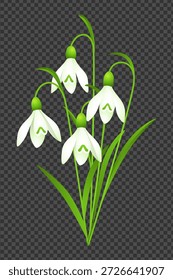 Ilustração vetorial de Snowdrop Flowers sobre fundo transparente
