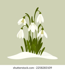 Vector illustration of snowdrop. Spring flowers. Snowdrops blooming through the snow.