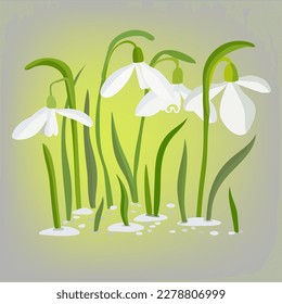 Vector illustration with snowdrops in delicate colors. The first spring flower. Hand drawing, line and spot. Green, blue. It can be used for the design of postcards, magazines, invitations.