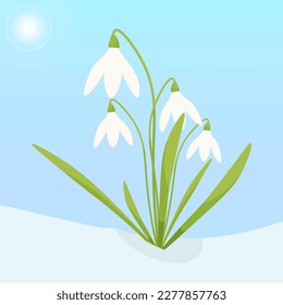 Vector illustration of snowdrops in the snow. blooming, the first flowers.