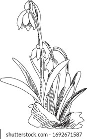 Vector illustration of snowdrops for spring design and coloring books.