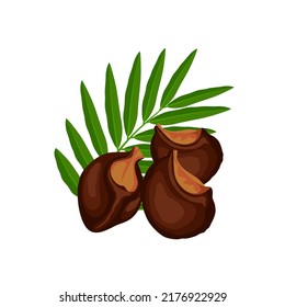 Vector illustration, soapnut or sapindus rarak, also known as sapindus mukorossi, natural detergent, isolated on a white background.