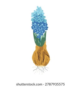 Vector illustration of a soft blue hyacinth flower with its bulb, green leaves, and roots. Isolated spring botanical element in flat stylized style for gardening projects, Easter decor, children book illustration, or cottagecore design
