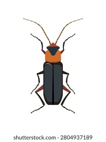 Vector illustration of a soldier beetle Cantharidae insect isolated on white background.