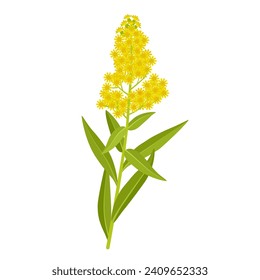 Vector illustration, Solidago, commonly called goldenrod, isolated on white background.