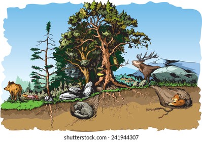 Vector illustration of some Animals forest habitat