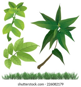 Vector illustration of some different plant leaves isolated on white