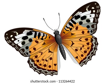 Vector illustration of some orange butterfly(with orange, white, black wings) isolated on white.