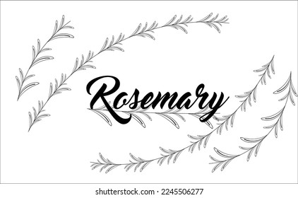 Vector illustration of some rosemary leaves in black and white