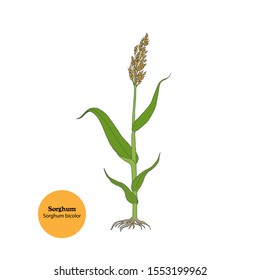 Vector illustration of Sorghum,  Sorghum bicolor, or Sweet sorghum plant. Hand drawing.Young plant for food, forage, fodder.