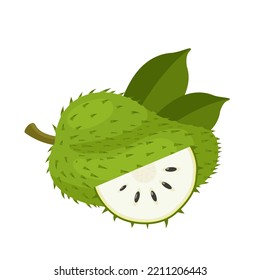 Vector illustration, soursop fruit, also called graviola, guyabano or Annona muricata, isolated on white background.