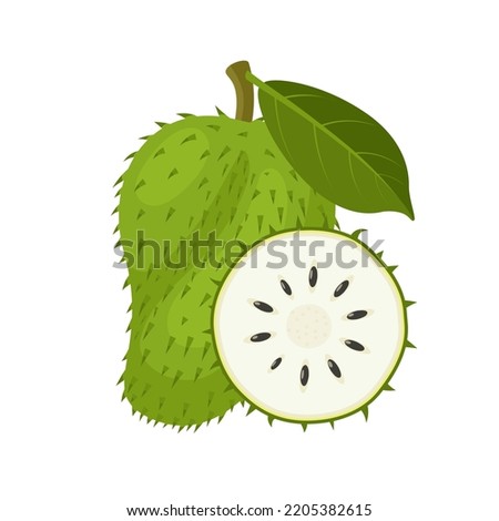 Vector illustration, soursop fruit, also called graviola, guyabano or Annona muricata, isolated on white background. Foto stock © 