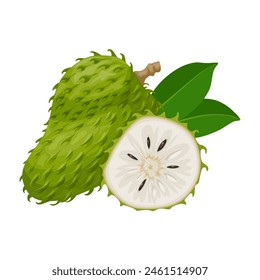 Vector illustration, Soursop fruit, also known as zuurzak, scientific name Annona muricata, isolated on white background.