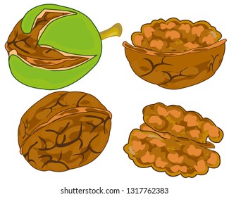 Vector illustration of the south fruit walnut