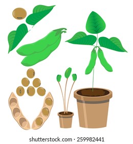 vector illustration of soy bean and plants