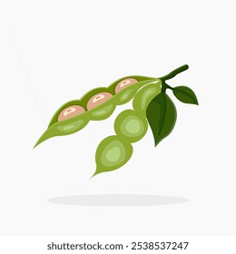 Ilustração vetorial de soja com folhas desenhadas em estilo de desenho animado plano, isolada sobre fundo branco. Glicina máx