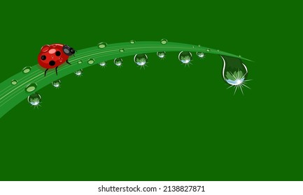 Vector illustration of sparkling fresh morning dew and ladybug on grass, on green background, as template or background, nature theme and welcome to spring. svg