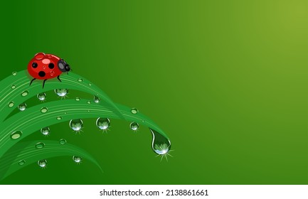 Vector illustration of sparkling fresh morning dew and ladybug on grass, on green background, as template or background, nature theme and welcome to spring. svg