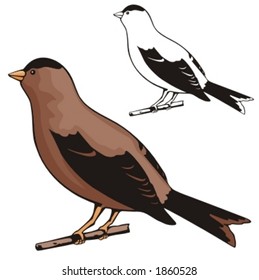 Vector illustration of a sparrow.
