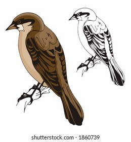 Vector illustration of a sparrow.