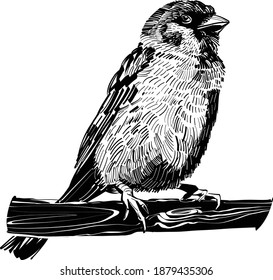 The vector illustration of the sparrow bird