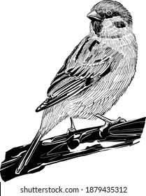 The vector illustration of the sparrow bird