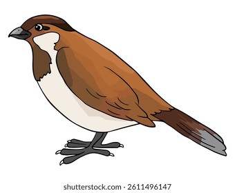 Vector illustration a sparrow bird