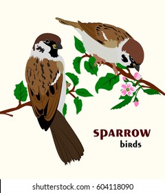Vector illustration of sparrow birds sitting on branches. Two sparrows sitting on spring tree.