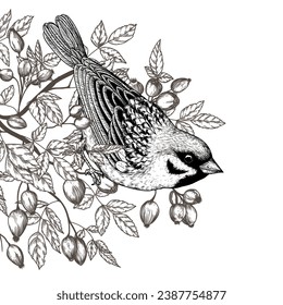 Vector illustration of a sparrow on a rosehip branch