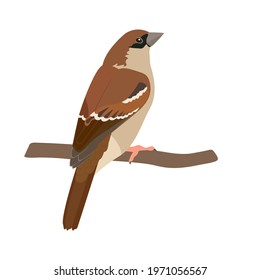 A vector illustration of a sparrow on a white isolated background. Template for greeting cards, web design.