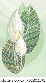 Vector illustration of Spathiphyllum flowers