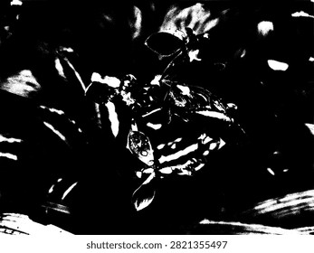 Vector illustration of Spathoglottis plicata orchid flower with water droplets silhouette. High contrast black and white ground orchid stencil graphic.