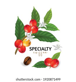 Vector illustration of Specialty coffee,  Branches of coffee tree with leaves and berry