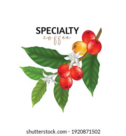 Vector illustration of Specialty coffee,  Branches of coffee tree with leaves and berry