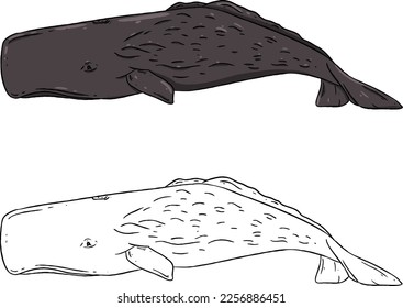 Vector illustration of a Sperm whale, a type of whale. Perfect for learning media, children's book backgrounds, coloring books, etc.