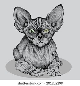 vector illustration of sphynx