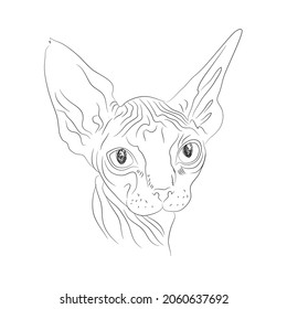 Vector illustration of Sphynx cat head. Isolated Muzzle of cat sphynx.