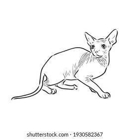 Vector illustration of a sphynx cat with a liner isolated on a white background. For printing on clothes, paper, logo, icon