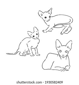 Ilustración vectorial de un gato esfimático con un revestimiento aislado en un fondo blanco. Para imprimir en ropa, papel, logotipo, icono