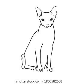 Vector illustration of a sphynx cat with a liner isolated on a white background. For printing on clothes, paper, logo, icon