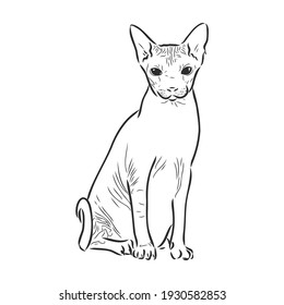 Vector illustration of a sphynx cat with a liner isolated on a white background. For printing on clothes, paper, logo, icon