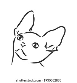 Vector illustration of a sphynx cat with a liner isolated on a white background. For printing on clothes, paper, logo, icon