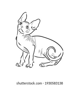 Ilustración vectorial de un gato esfimático con un revestimiento aislado en un fondo blanco. Para imprimir en ropa, papel, logotipo, icono